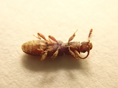 Oryzaephilus mercator
