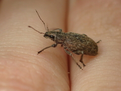 Brachyderes incanus