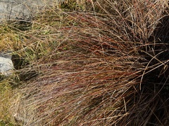 Schoenus pauciflorus