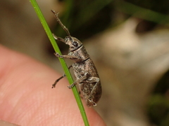 Brachyderes incanus