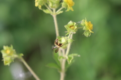Euandrena