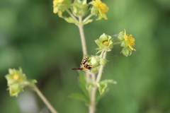 Euandrena