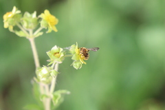 Euandrena