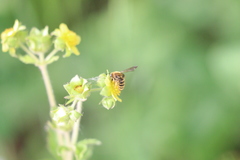 Euandrena