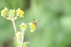 Euandrena
