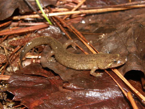 Spotted Dusky Salamander