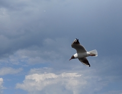 Chroicocephalus ridibundus