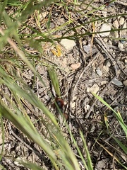 Cantharis rustica