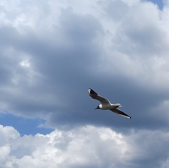 Chroicocephalus ridibundus