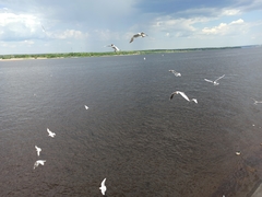 Chroicocephalus ridibundus