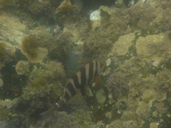 Chirodactylus spectabilis