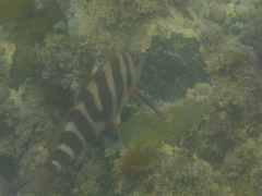 Chirodactylus spectabilis