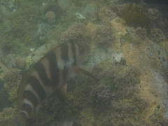 Chirodactylus spectabilis