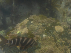 Chirodactylus spectabilis