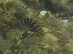 Chirodactylus spectabilis