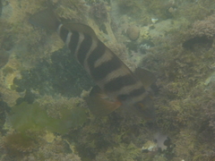 Chirodactylus spectabilis