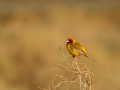 Emberiza bruniceps