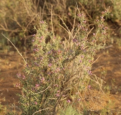 Astragalus ammodendron