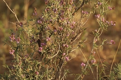 Astragalus ammodendron