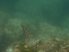 Chirodactylus spectabilis