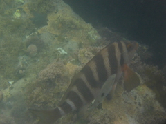 Chirodactylus spectabilis