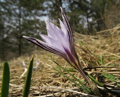 Crocus variegatus