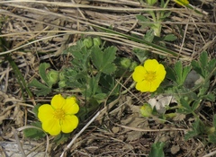 Potentilla incana