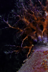 Pseudocolochirus violaceus