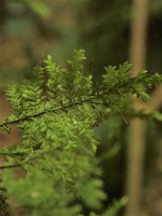 Trachyloma diversinerve