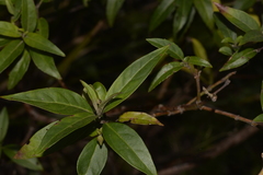 Prostanthera largiflorens