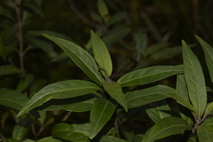 Prostanthera largiflorens