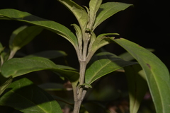 Prostanthera largiflorens