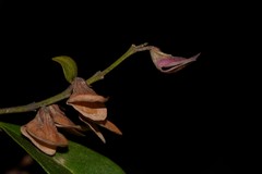 Prostanthera largiflorens