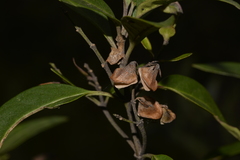 Prostanthera largiflorens