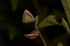 Prostanthera largiflorens