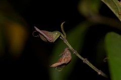 Prostanthera largiflorens