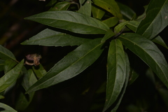 Prostanthera largiflorens