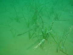 Cymodocea nodosa