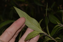 Prostanthera largiflorens