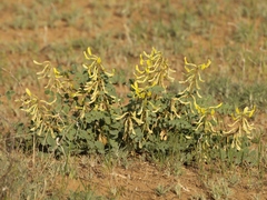 Astragalus flexus