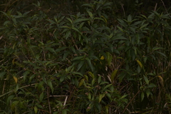 Prostanthera largiflorens