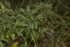 Prostanthera largiflorens