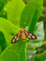 Lepidoptera