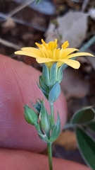 Blackstonia acuminata