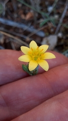 Blackstonia acuminata