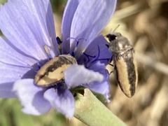 Acmaeodera flavolineata