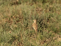 Alaudala heinei