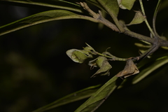 Prostanthera largiflorens