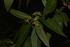 Prostanthera largiflorens
