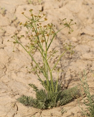 Ferula syreitschikowii